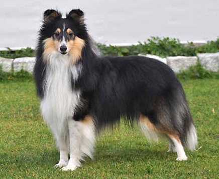 Cooper