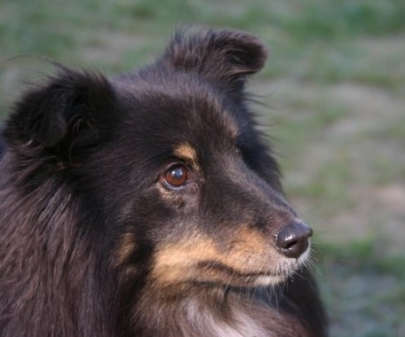 Lissy