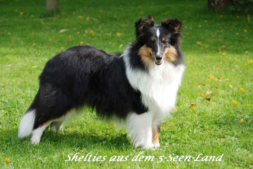 Mira stehend