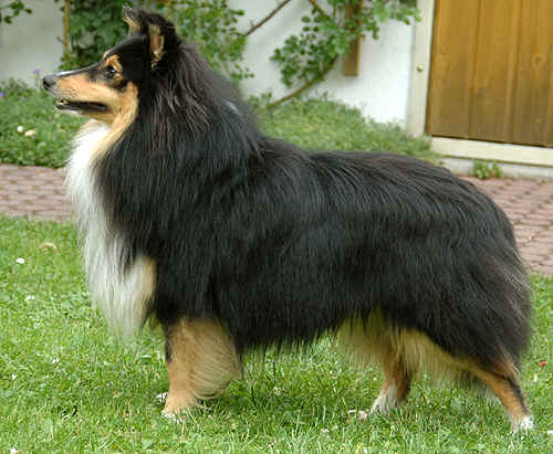 Carlos