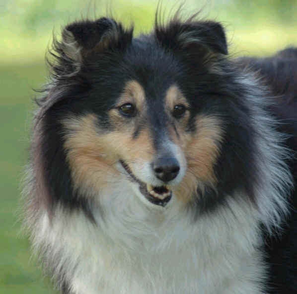 Cita