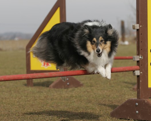 Cita agility