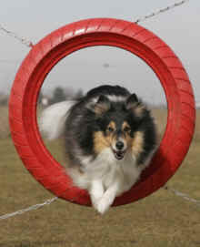 Cita agility