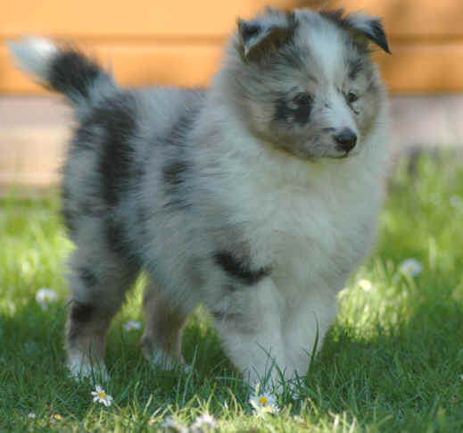 Filou