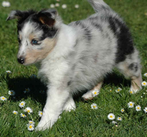 Fleur